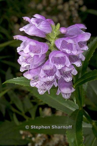 physostegia virginiana 3 graphic